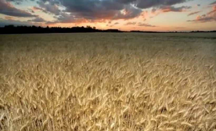Wheat Contains Not One, But 23K Potentially Harmful Proteins