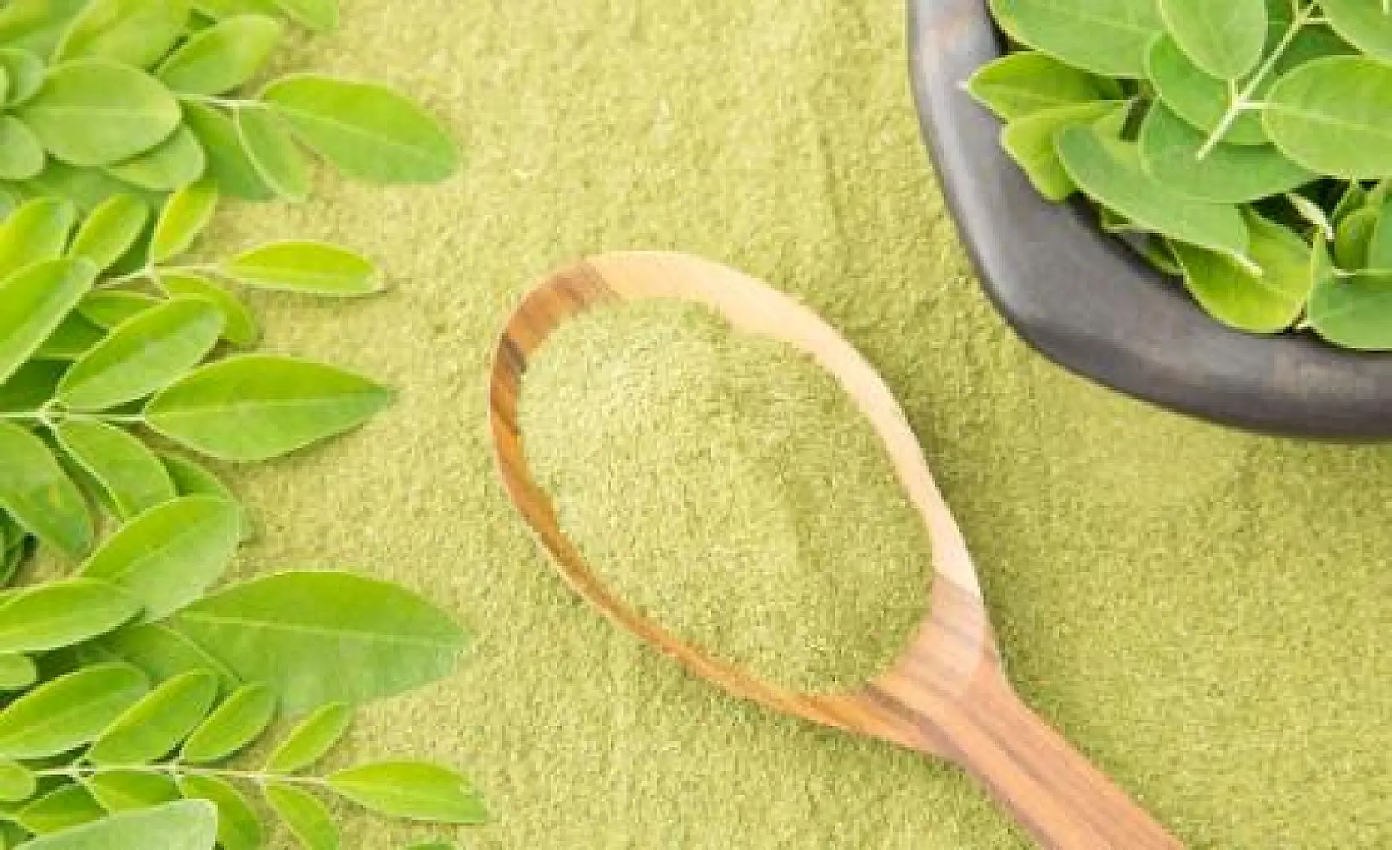 What Are the Benefits of Moringa Oleifera?