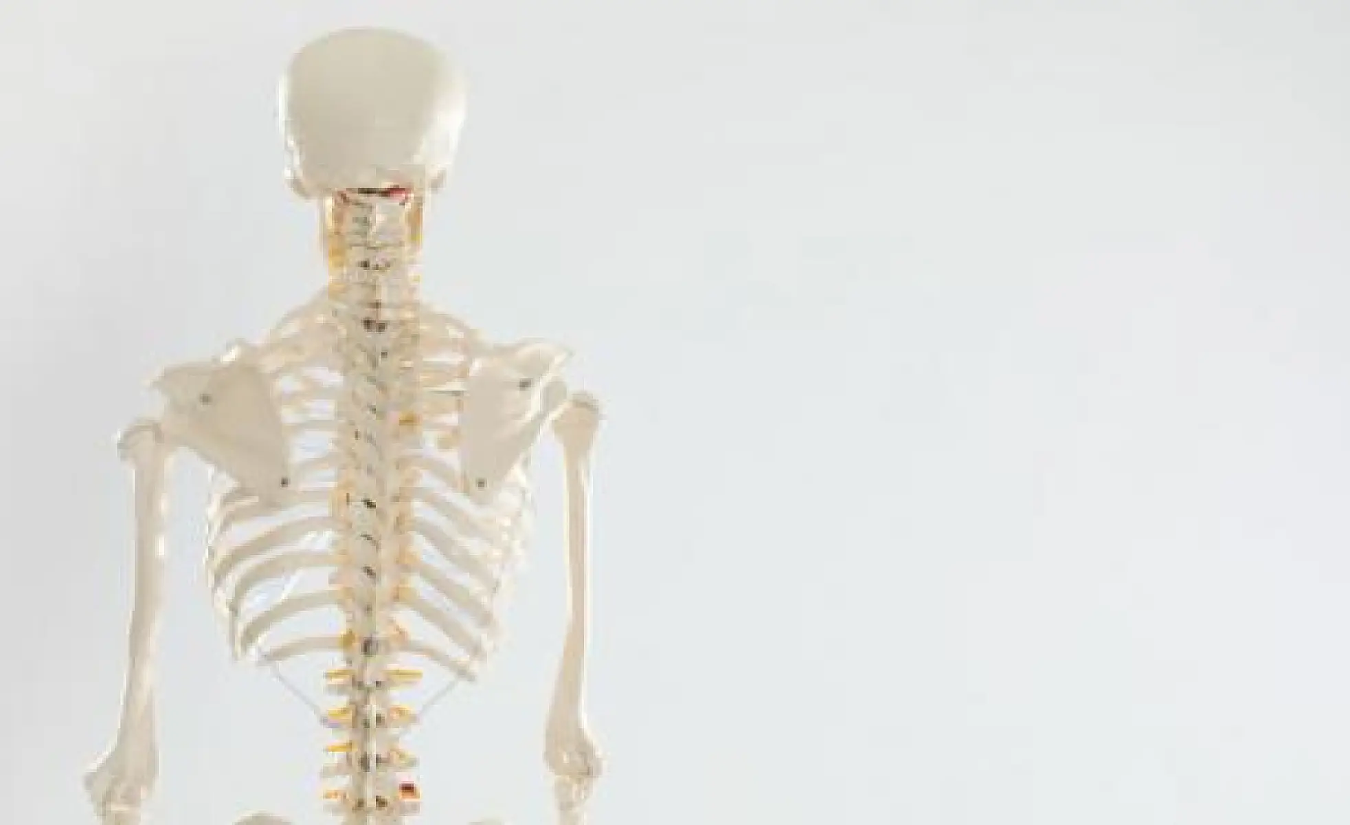 Exercise and Whey Protein Slow Age-Related Bone and Muscle Loss