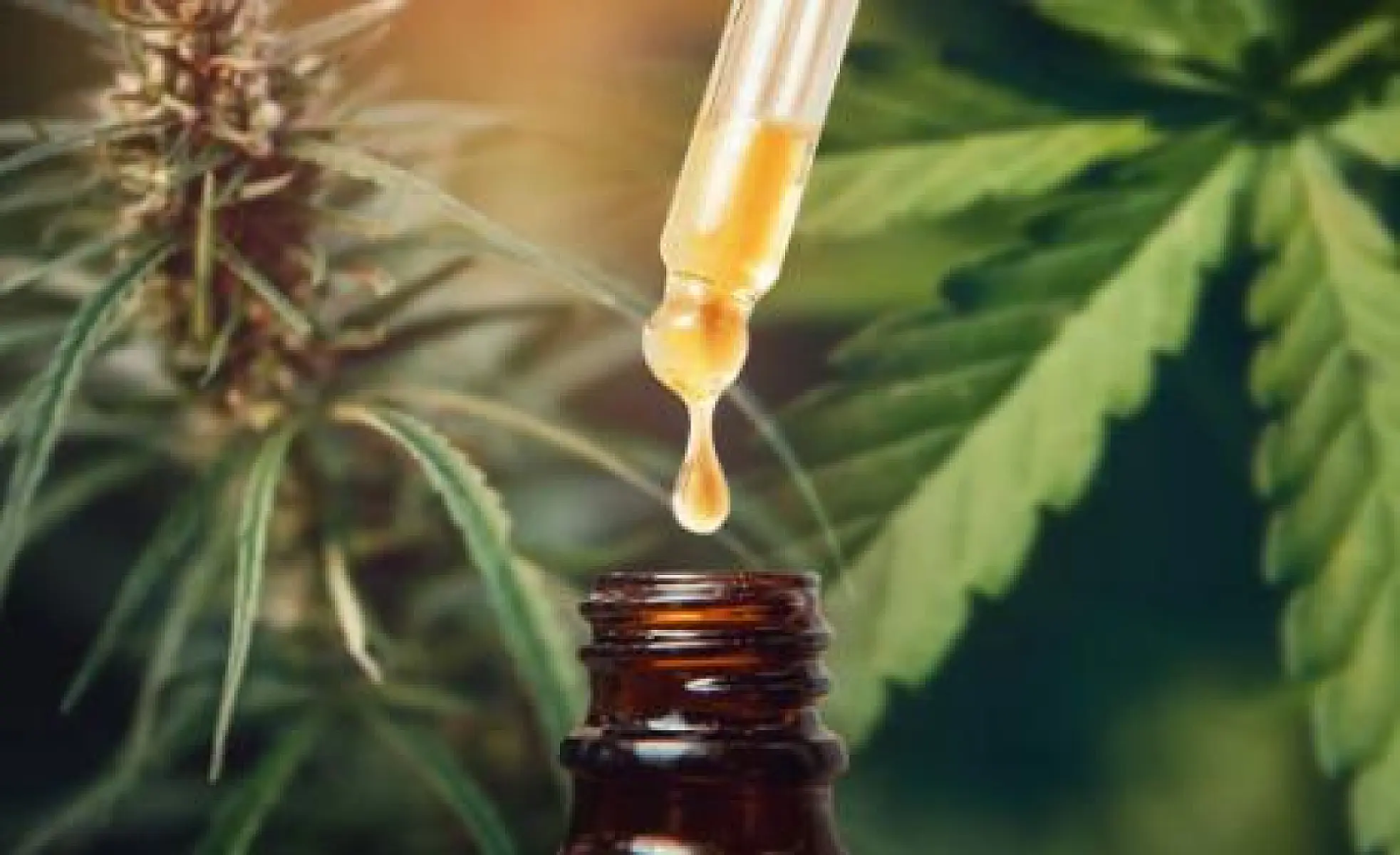 Cannabis Cuts OCD Symptoms in Half