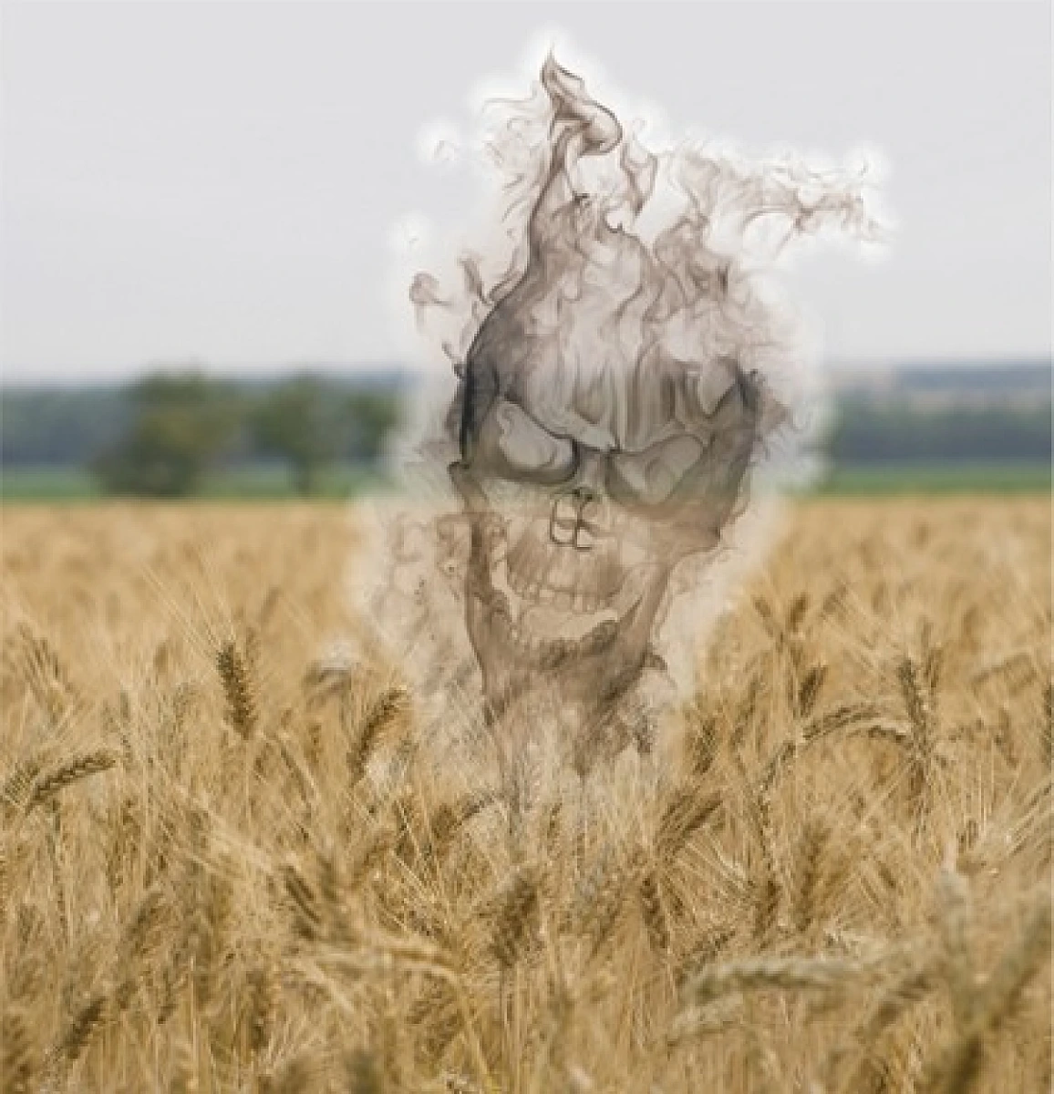 GM Wheat May Damage Human Genetics Permanently