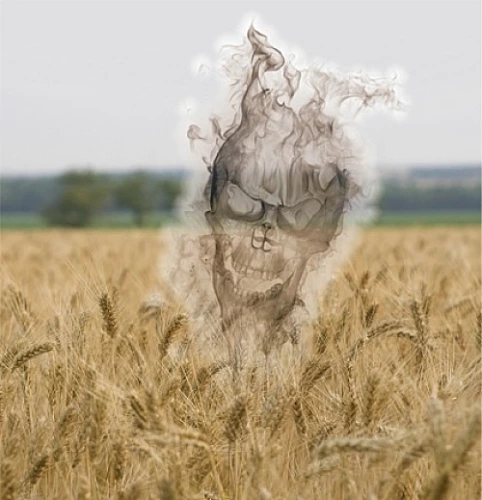 GM Wheat May Damage Human Genetics Permanently