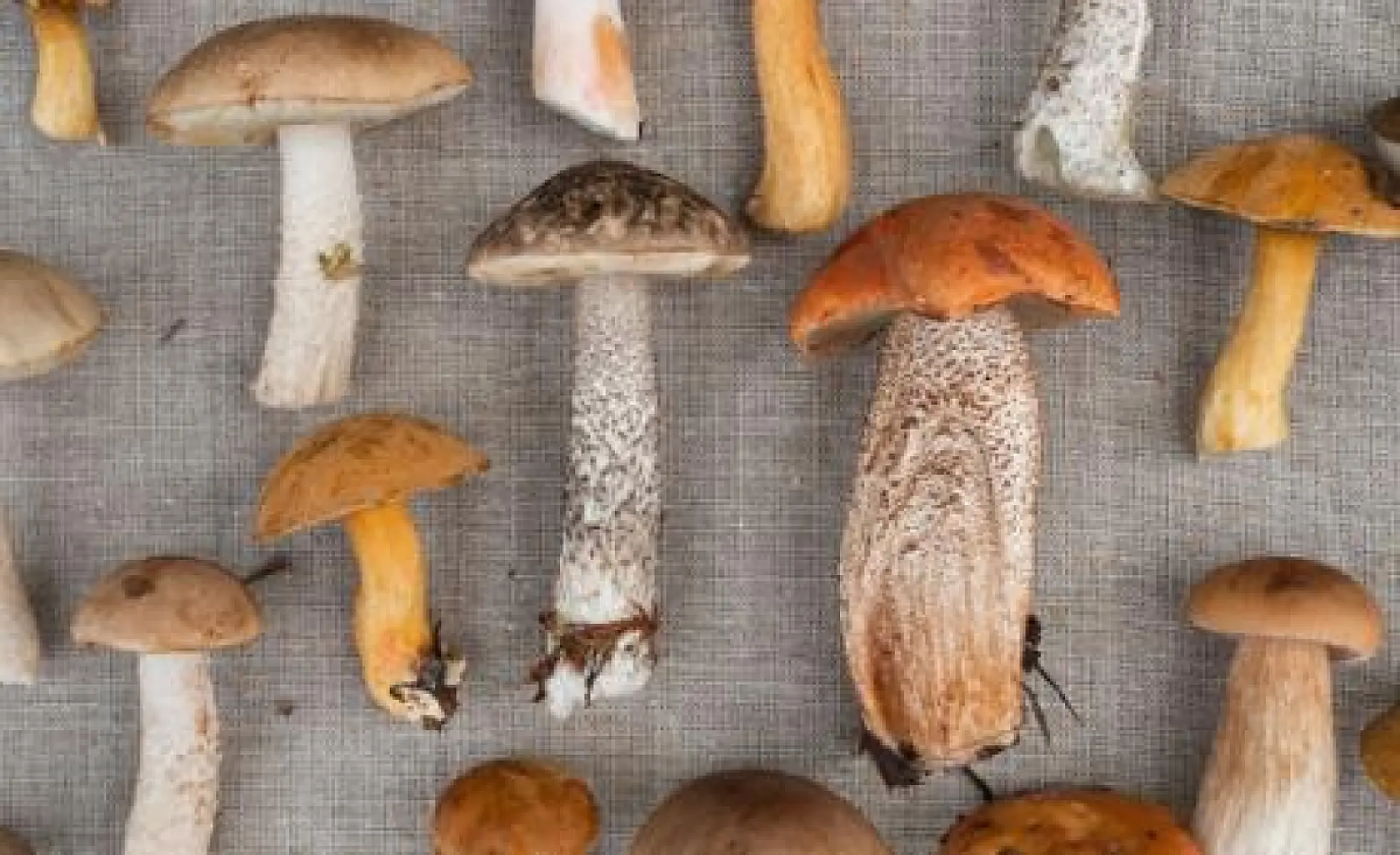 Mushroom Power: Five Therapeutic Properties of Medicinal Mushrooms
