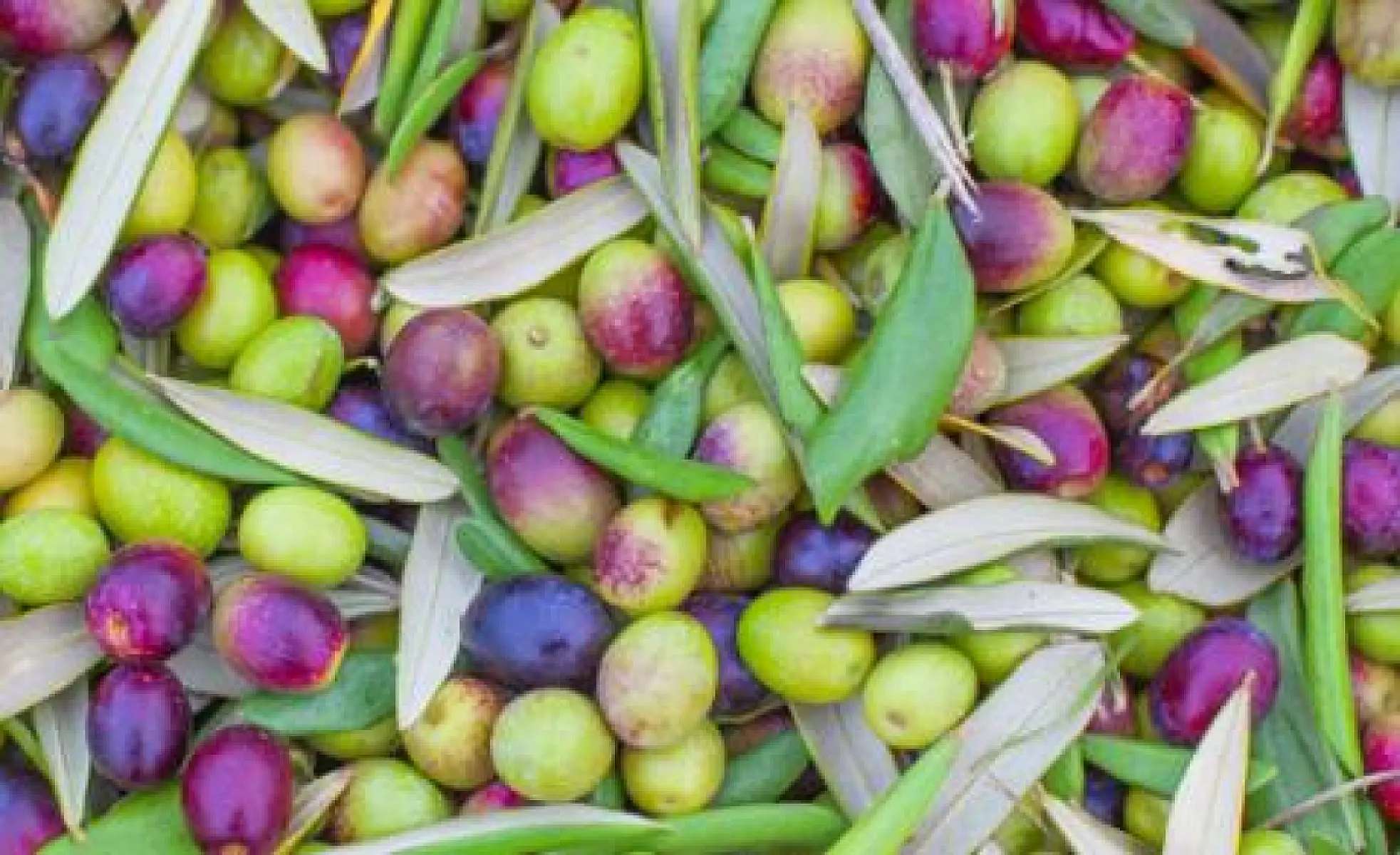 All About Olives: Five Reasons to Eat Them