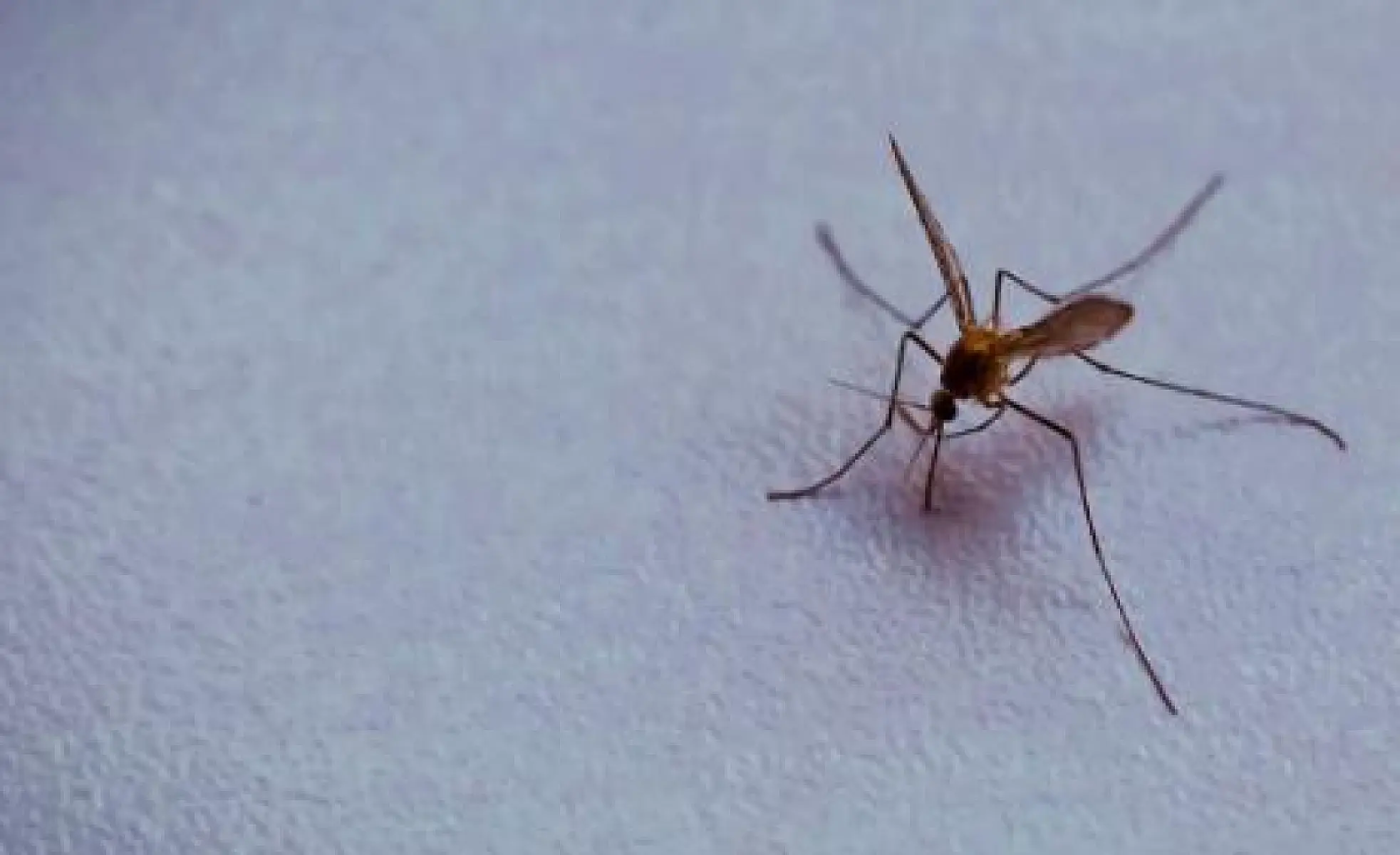 'Halt This Nightmare': Alarm as Florida Set to Begin Release of Genetically Engineered Mosquitoes