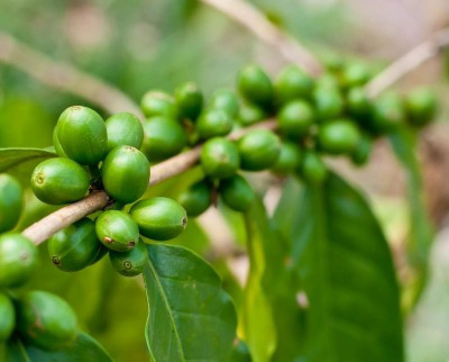 Green Coffee Health Benefits: Real or Imagined?
