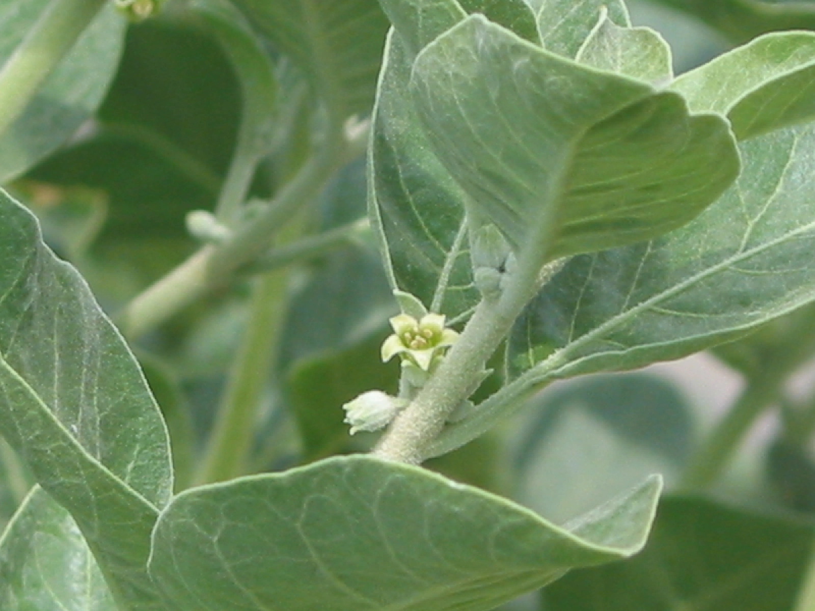 Herbs from India's Tribal Pouch: Ashwagandha