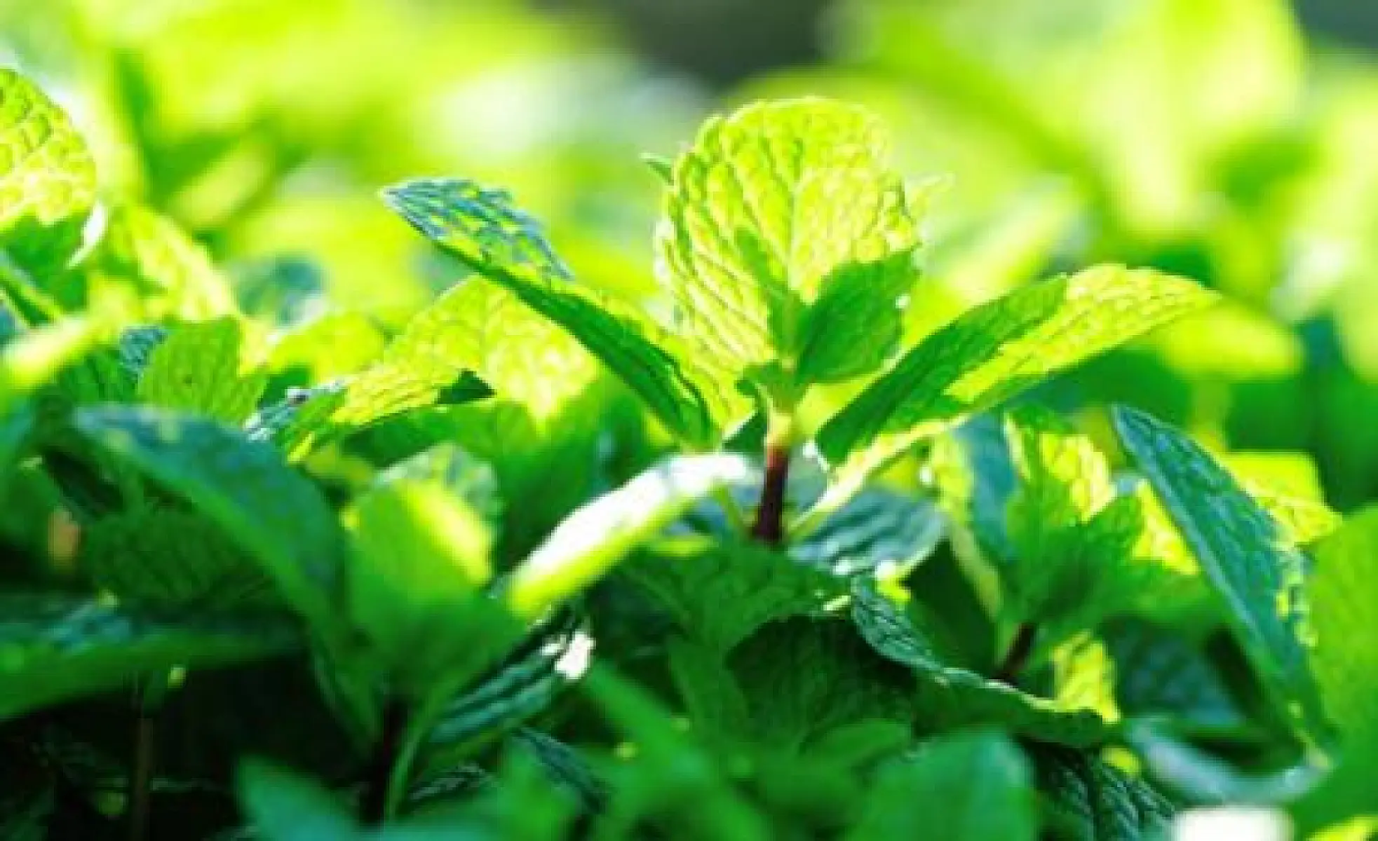 Magical Mint: 20 Top Health Benefits