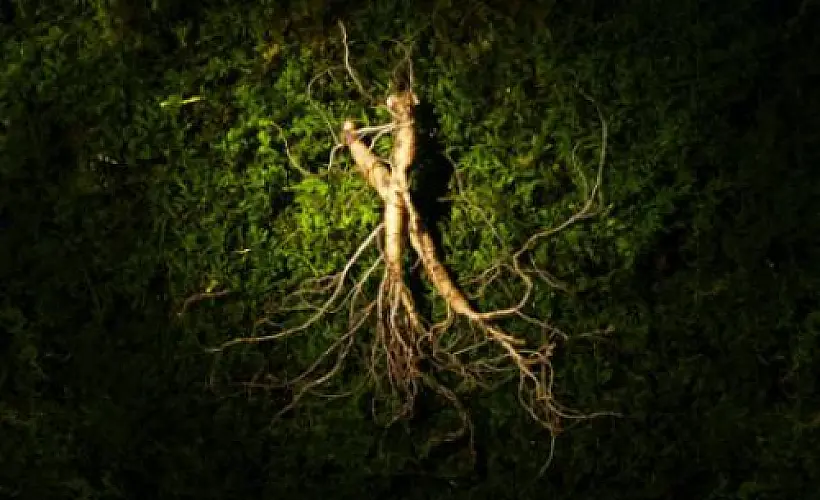Top Therapeutic Properties of Ginseng