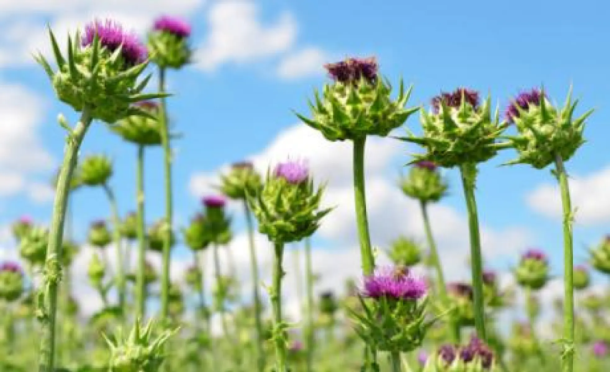 What Is the Liver Powerhouse Silymarin?