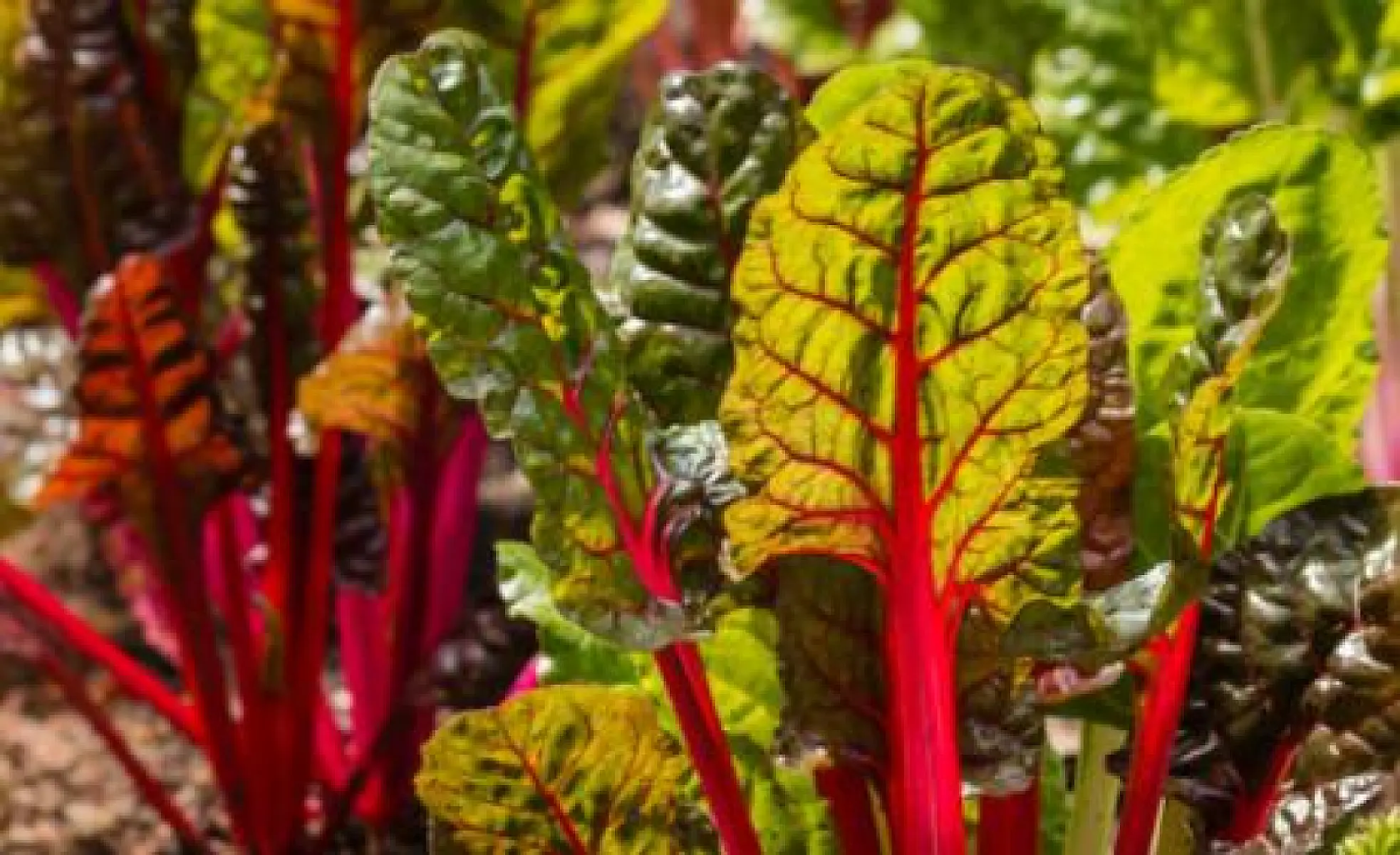 Why You Should Add Swiss Chard to Your Garden