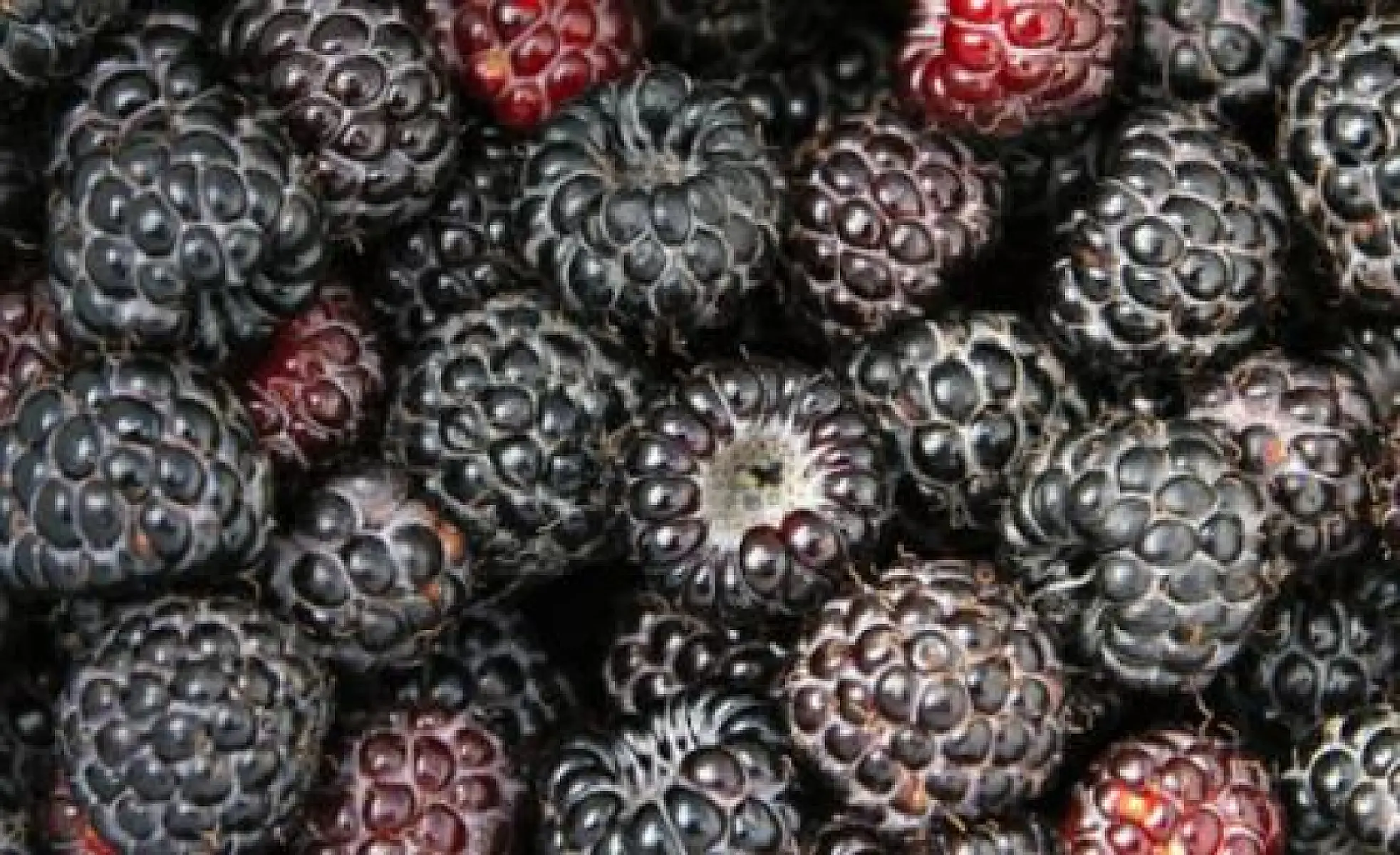 Surprising Health Benefits of Black Raspberries