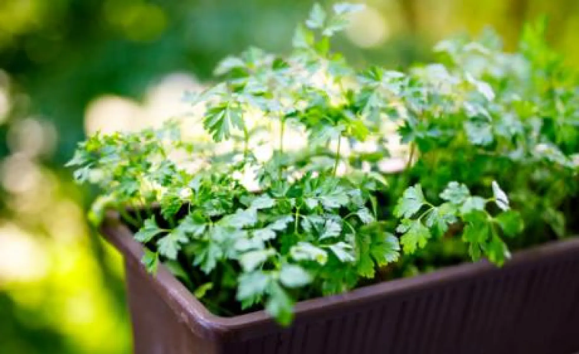 Parsley: Five Top Benefits of This Easy-to-Grow Herb