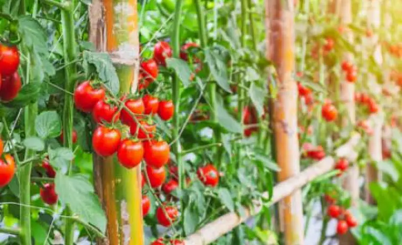 Five Healthiest Late Summer Produce Picks