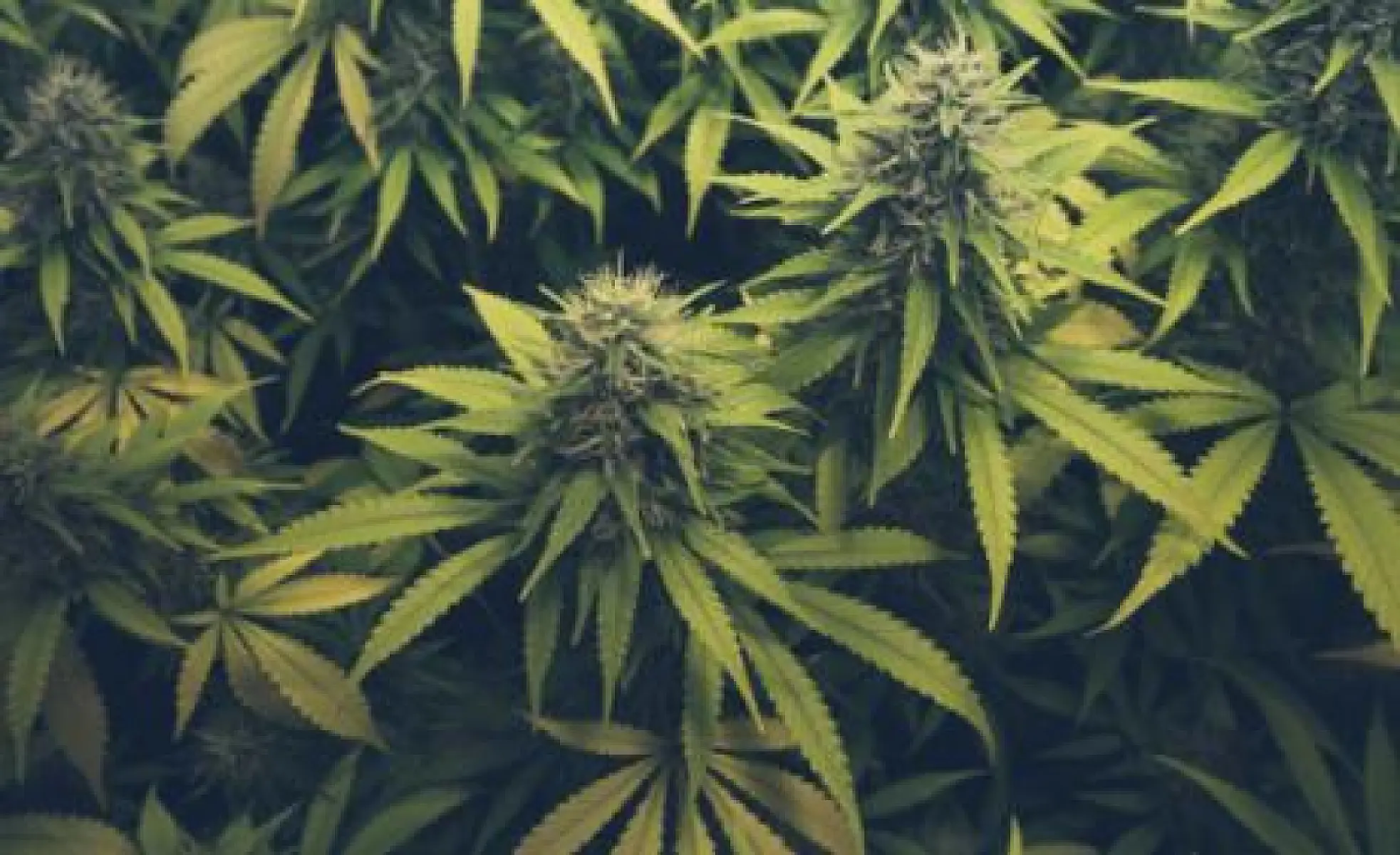 Five Therapeutic Properties of Cannabis