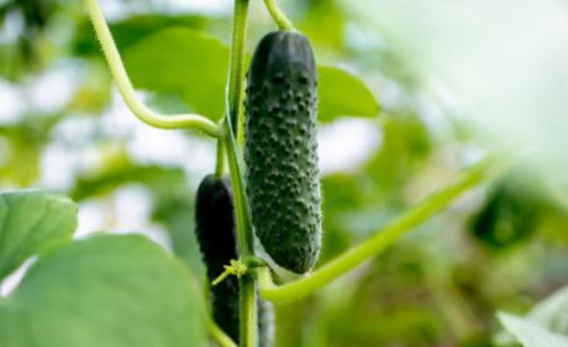 18 Medicinal Properties of Cucumbers