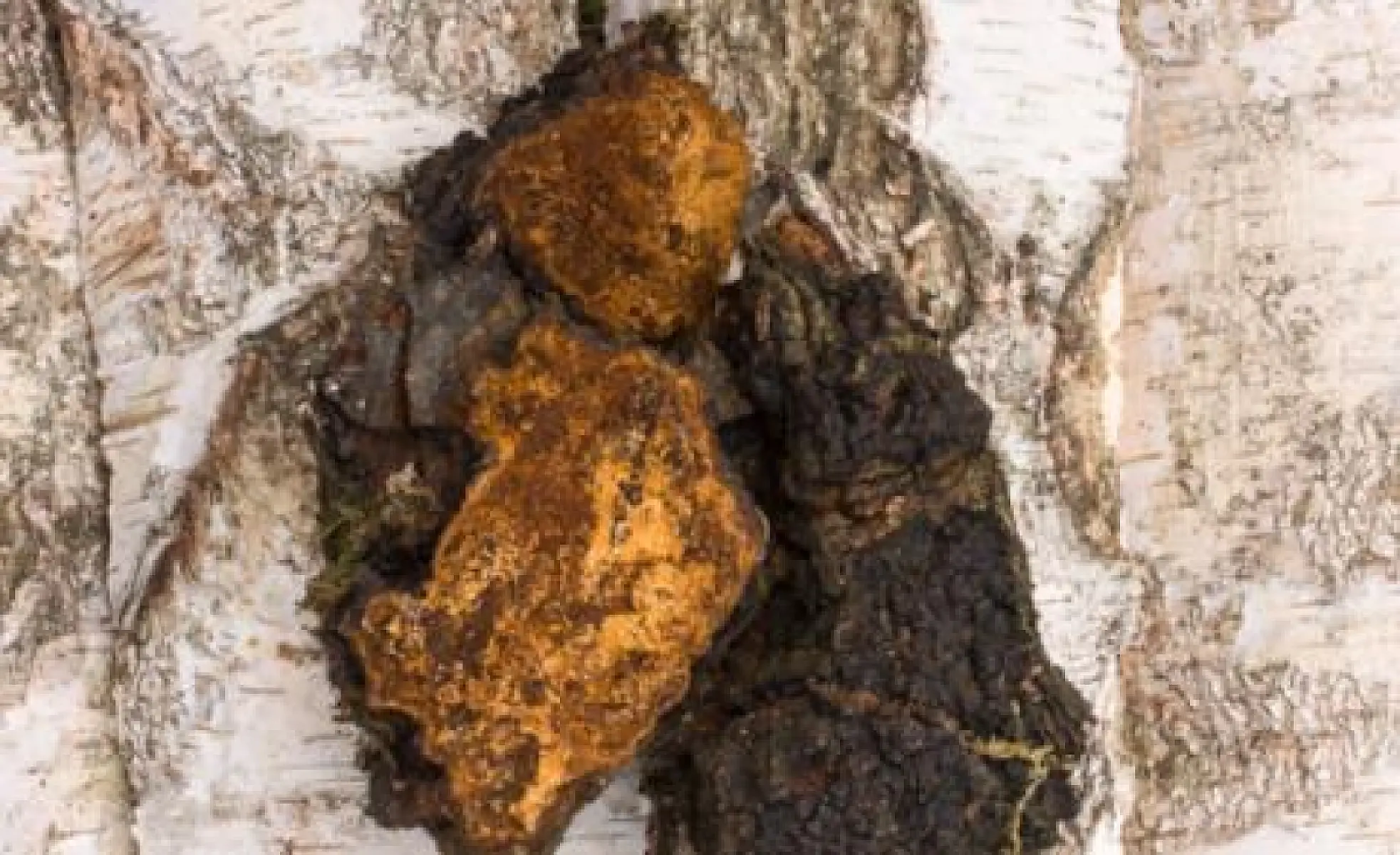 'King' Chaga: The Birch Tree Fungus That Boosts Your Immune System