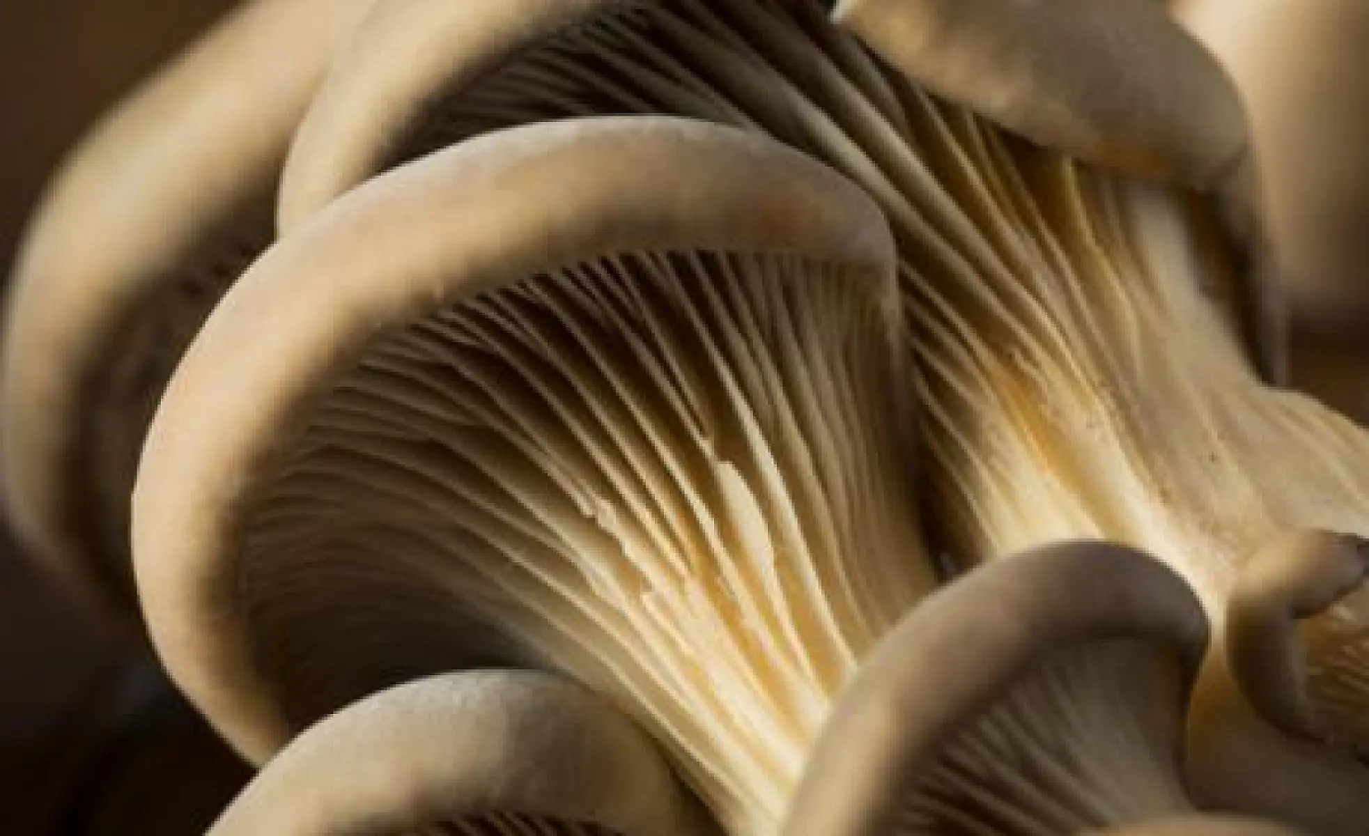 21 Reasons to Add Oyster Mushrooms to Your Meals