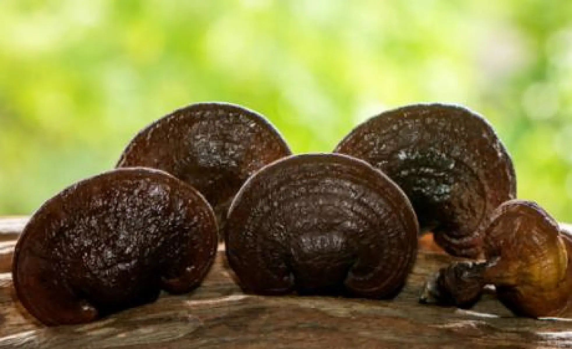 Science Supports Reishi Mushrooms' Health-Boosting Potential