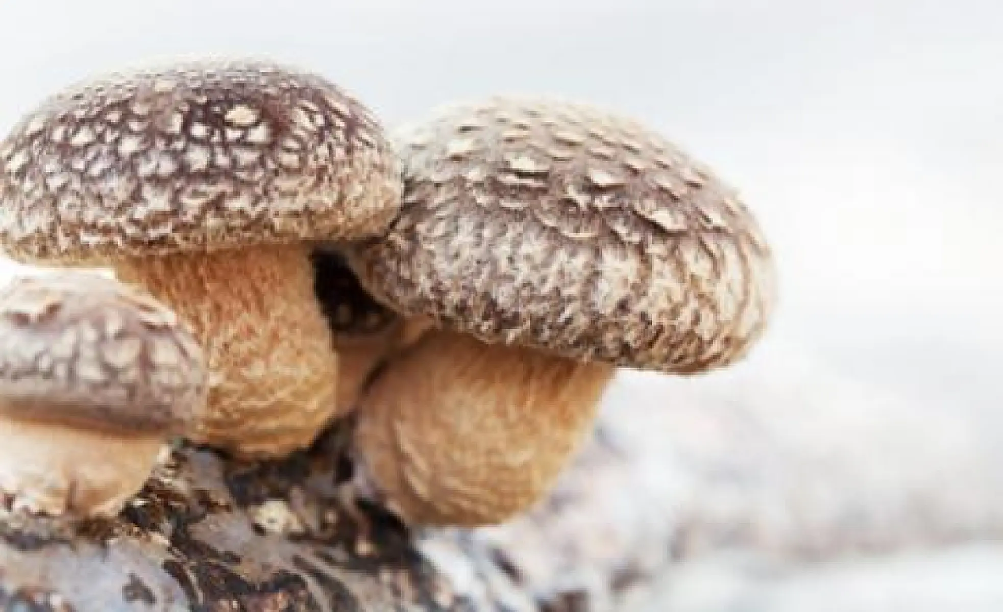 Shiitake Mushrooms Proven to Benefit Dozens of Diseases
