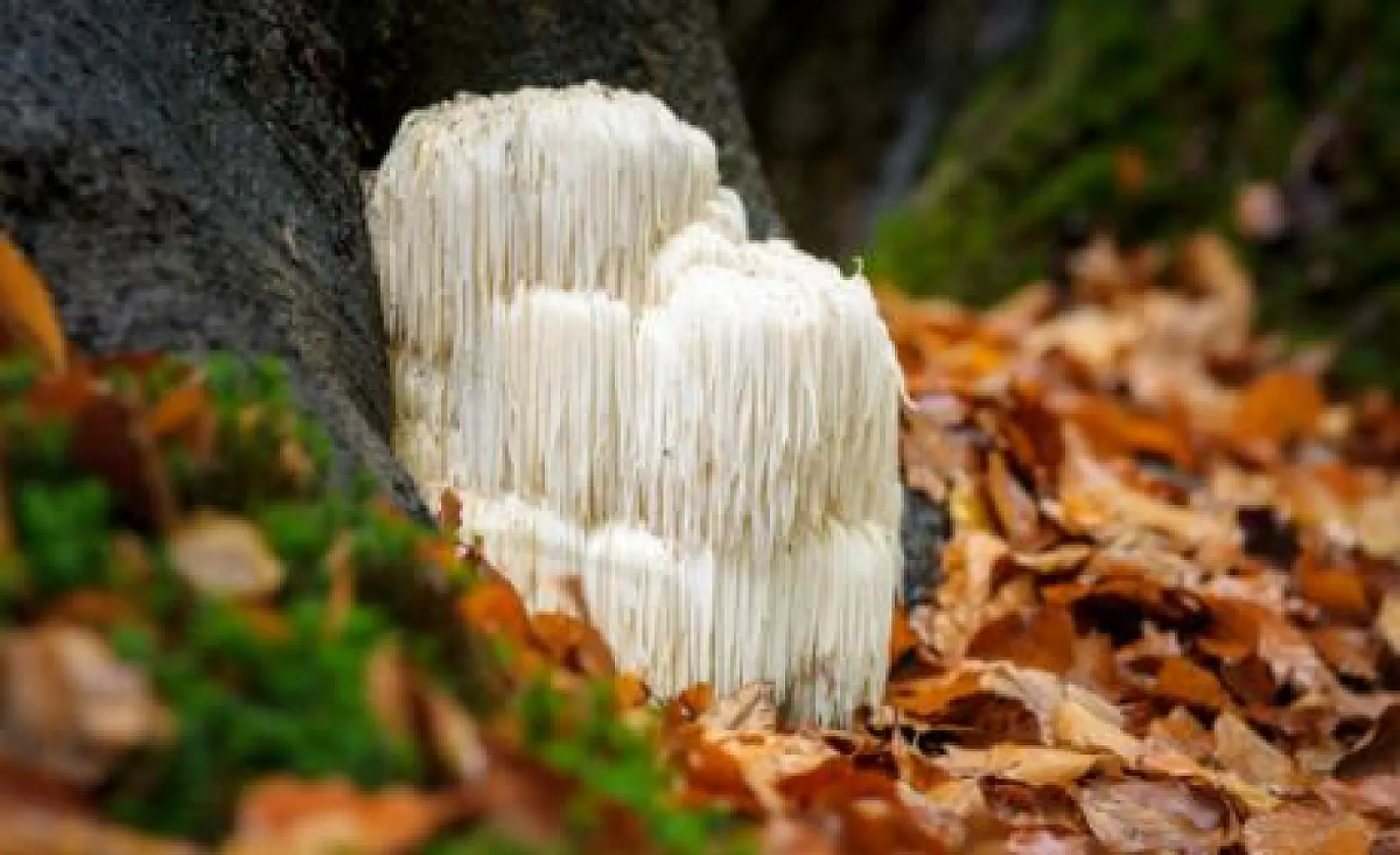 Lion's Mane: Shaggy Fungi for Your Brain and Neuronal Health