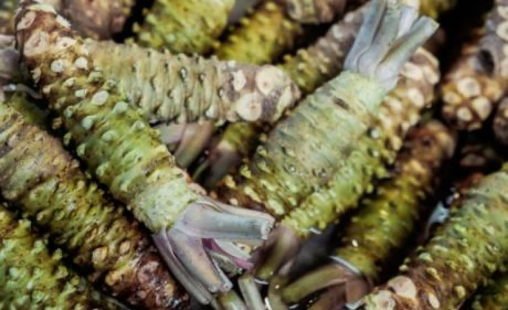 Why Wasabi Is Good for More Than Just Sushi