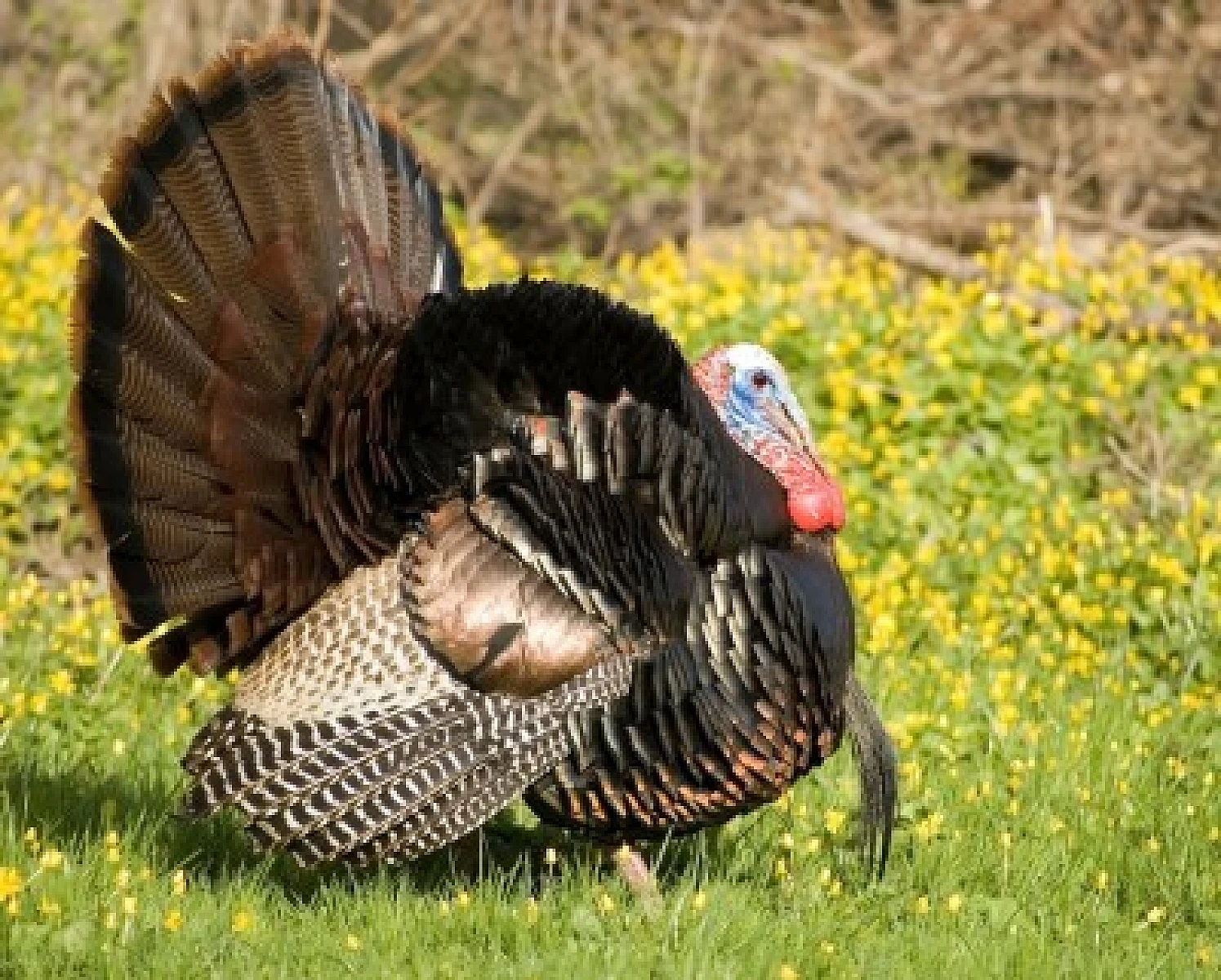 A Traditional Thanksgiving Deserves a Heritage Turkey