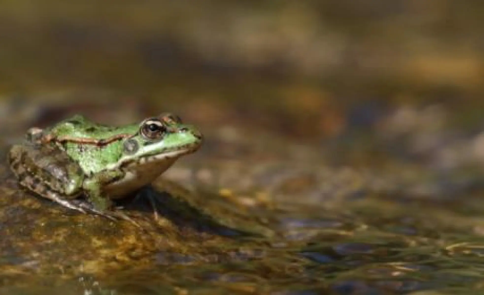 Are Americans Boiling Frogs?
