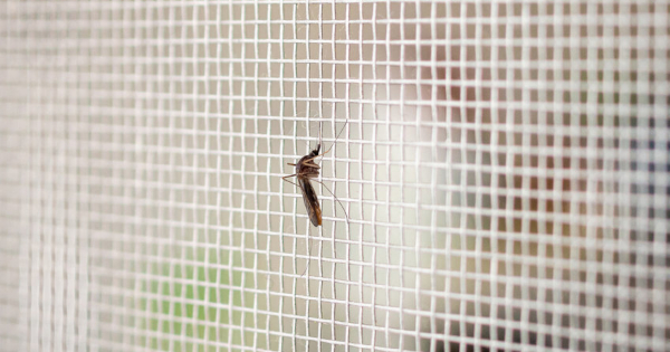 Florida Approves Release of Billions of GMO Mosquitoes