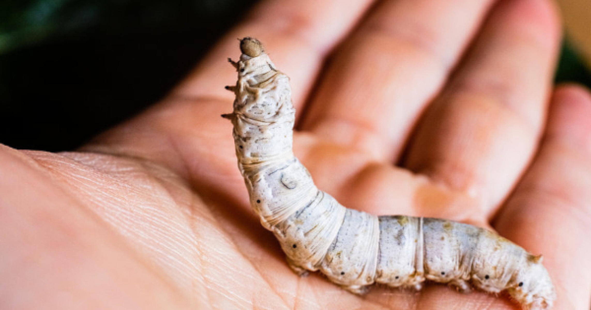 Natural Pain Killer With Powerful Ability to Remove Blood Clots and Dead Tissue
