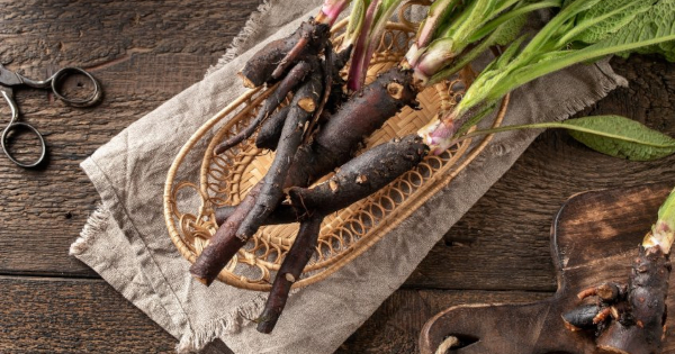 Comfrey: The "Miracle Plant" Teachings
