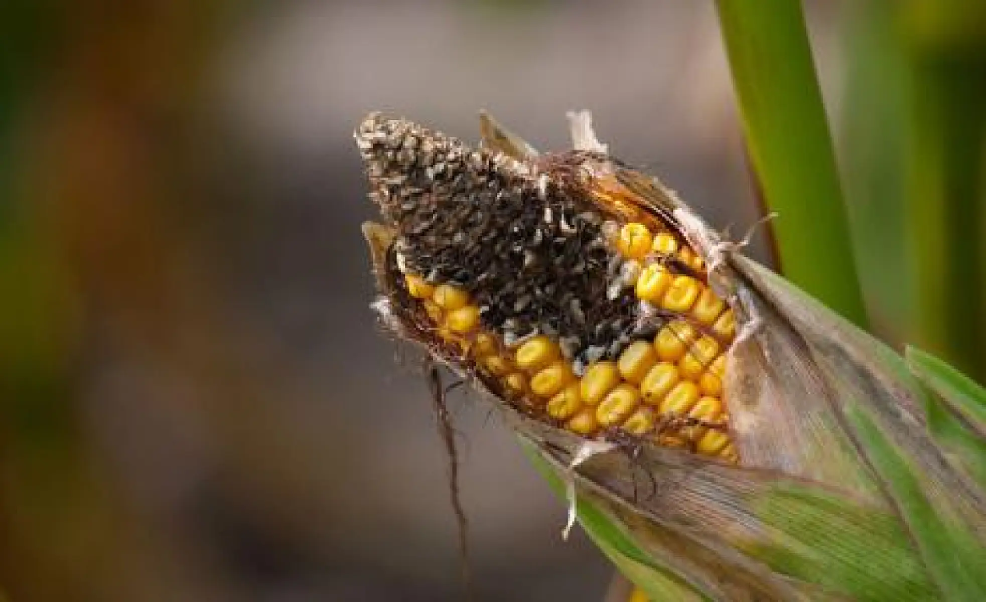 Mycotoxins: The Hidden Hormone Danger In Our Food Supply