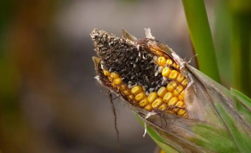 Mycotoxins: The Hidden Hormone Danger In Our Food Supply
