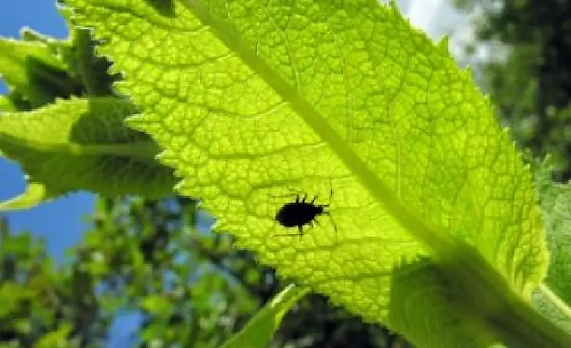 Essential Oils for Controlling Insect Pests