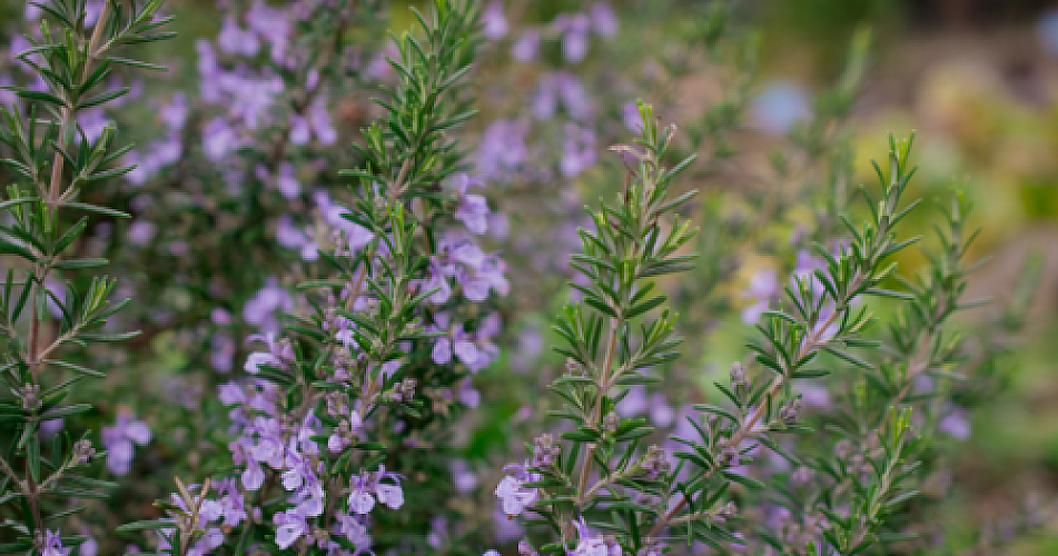 Top 10 Benefits of Ursolic Acid