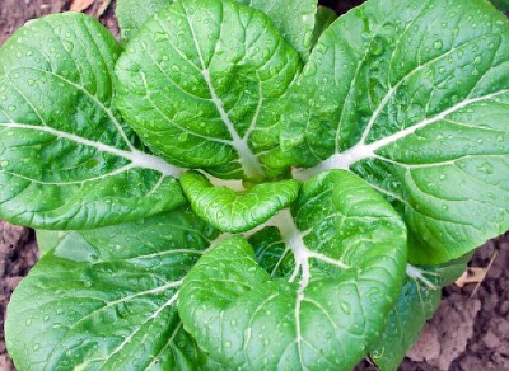 Magnesium's Importance Far Greater Than Previously Imagined