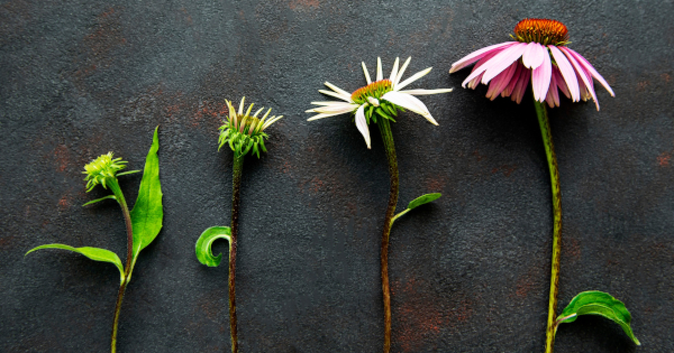 New Benefit of Echinacea Discovered
