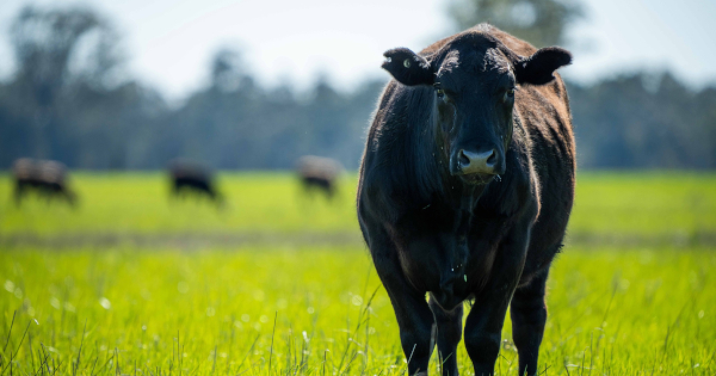 The Vegan Backfire: The Truth Behind The Antimeat Agenda