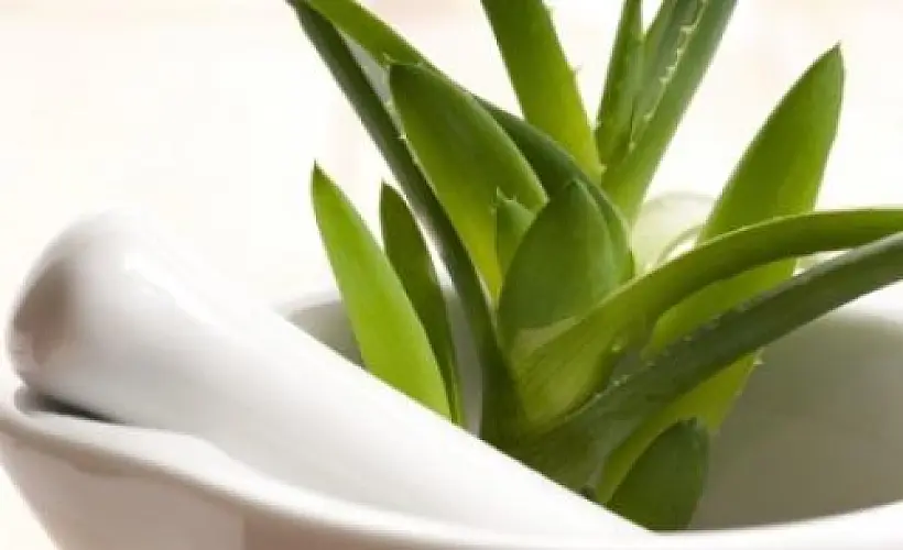 11 Herbs Used As Traditional Acne Remedies