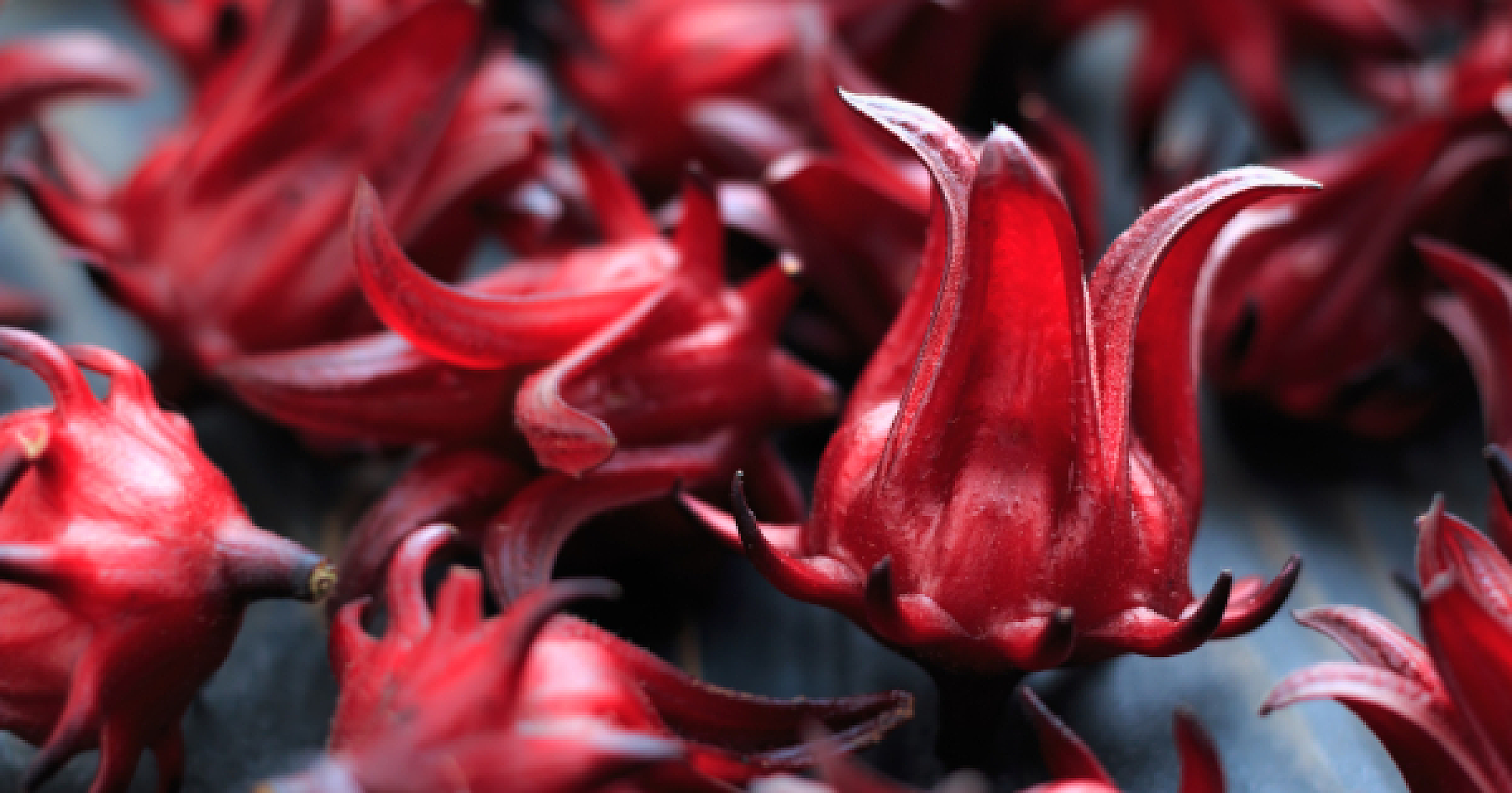 Is This Tart Flower the Secret to Staying Slim?