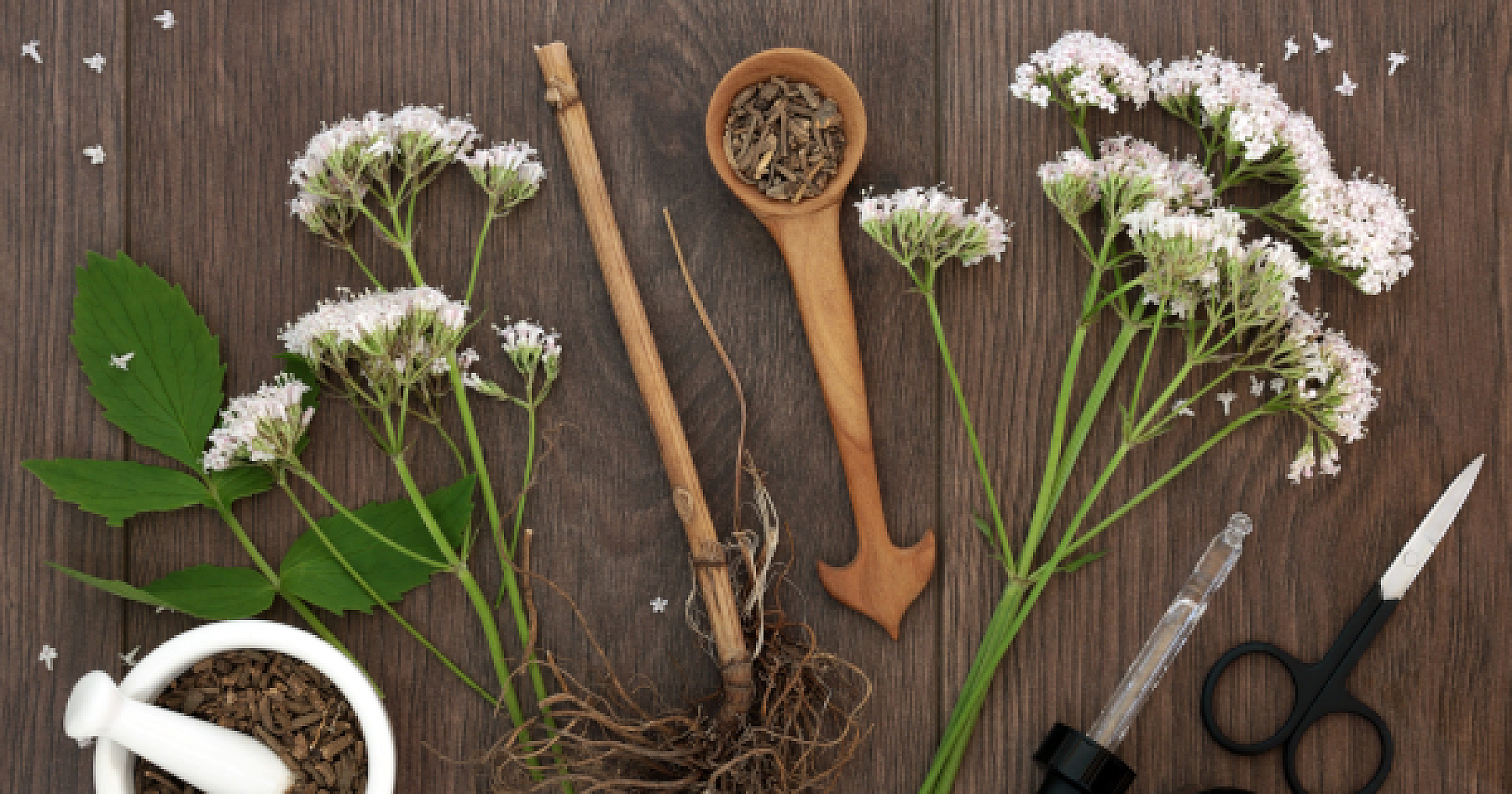 Top 6 Uses for Valerian