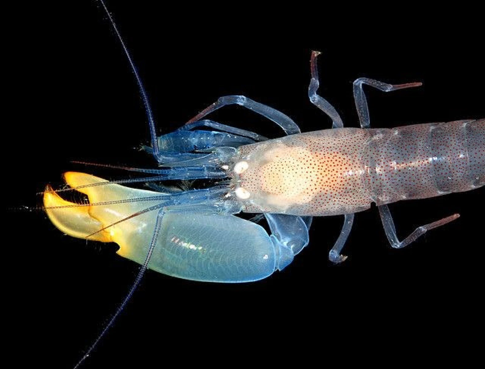 Snapping Toward Sustainability: What Pistol Shrimp Can Teach Us About Renewable Energy