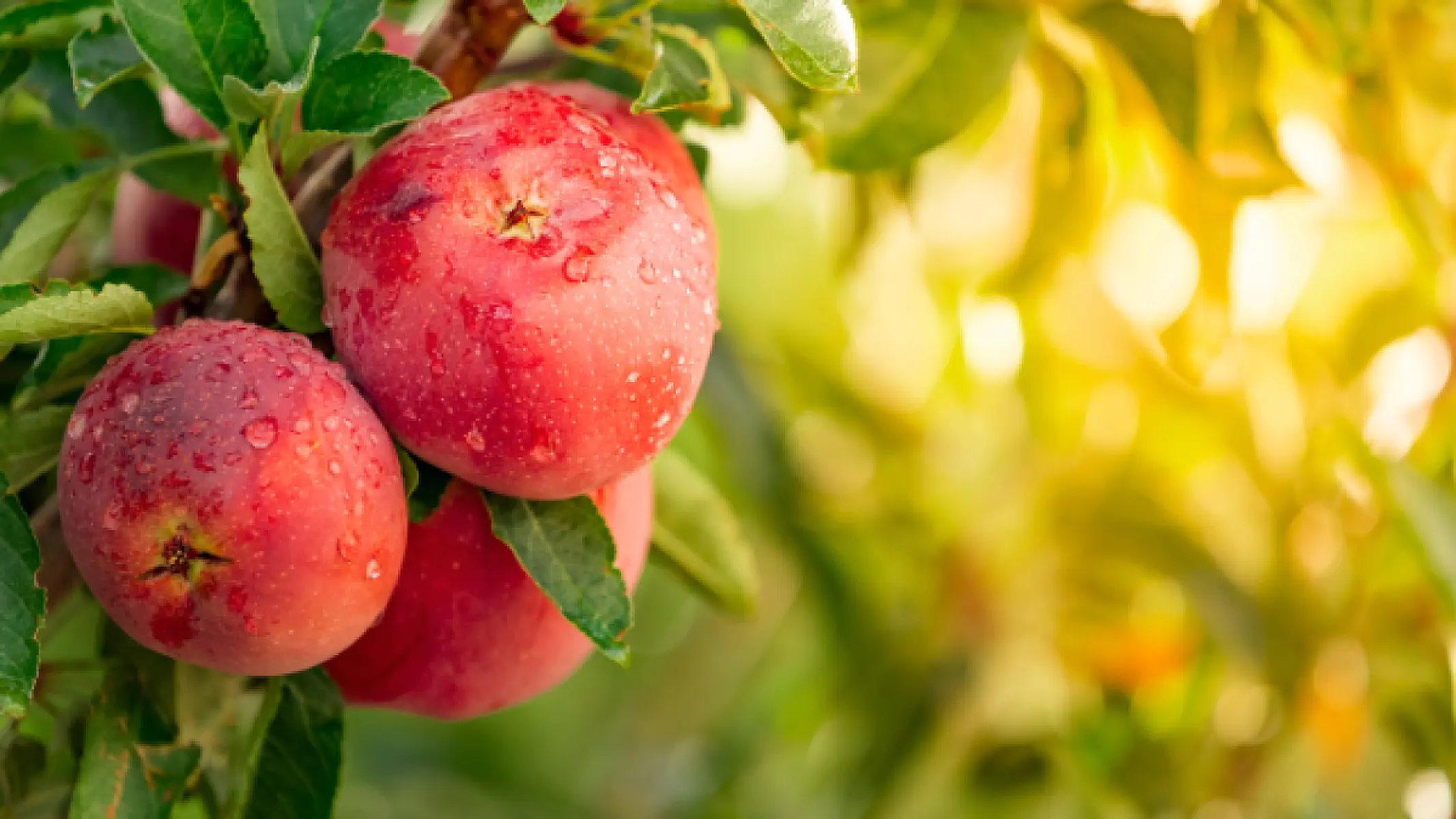An Apple A Day Really Can Keep the Doctor Away - Here's Why