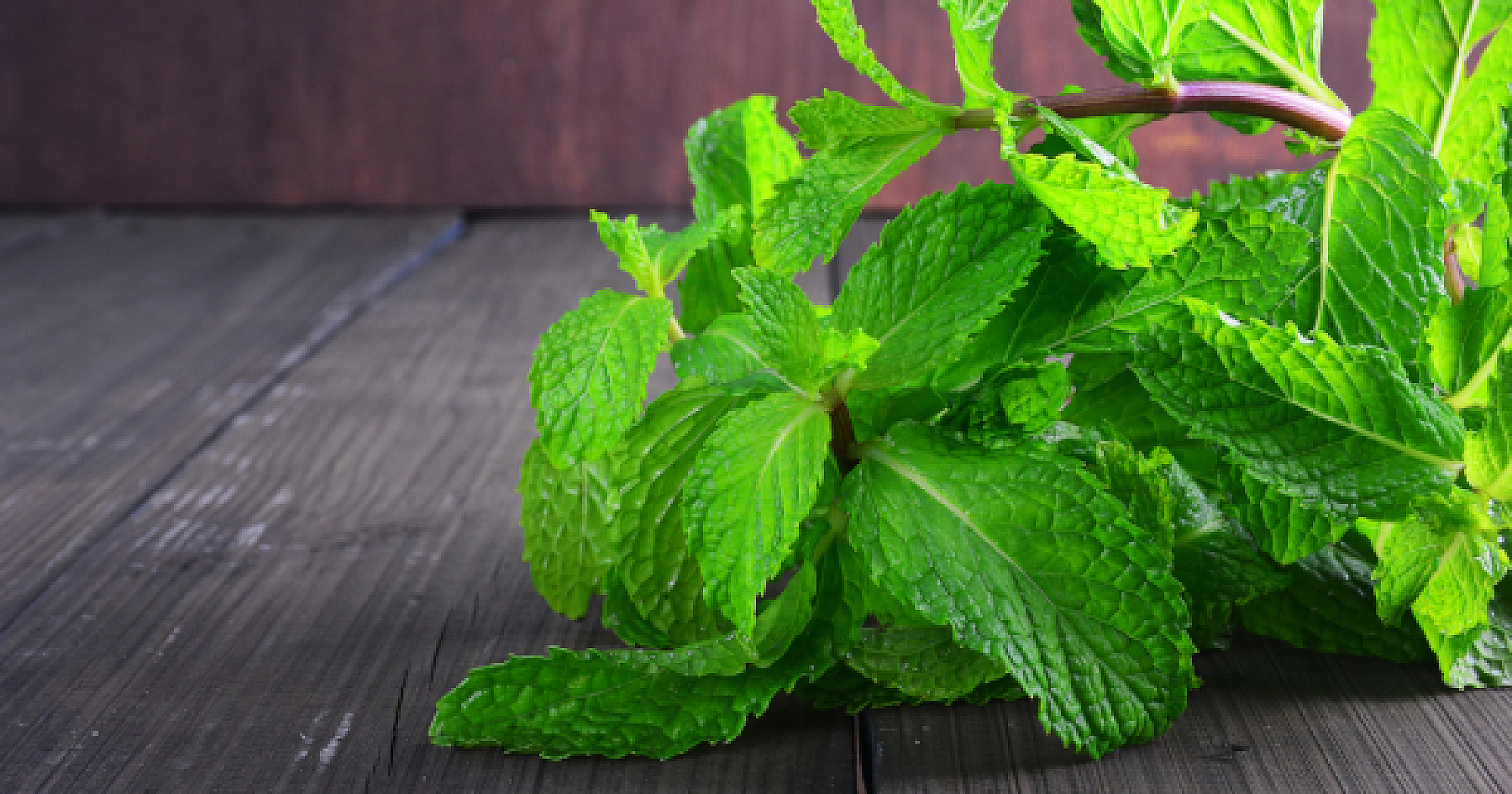 Aggressive Driving Tendencies? Peppermint Is A Science-Backed Solution
