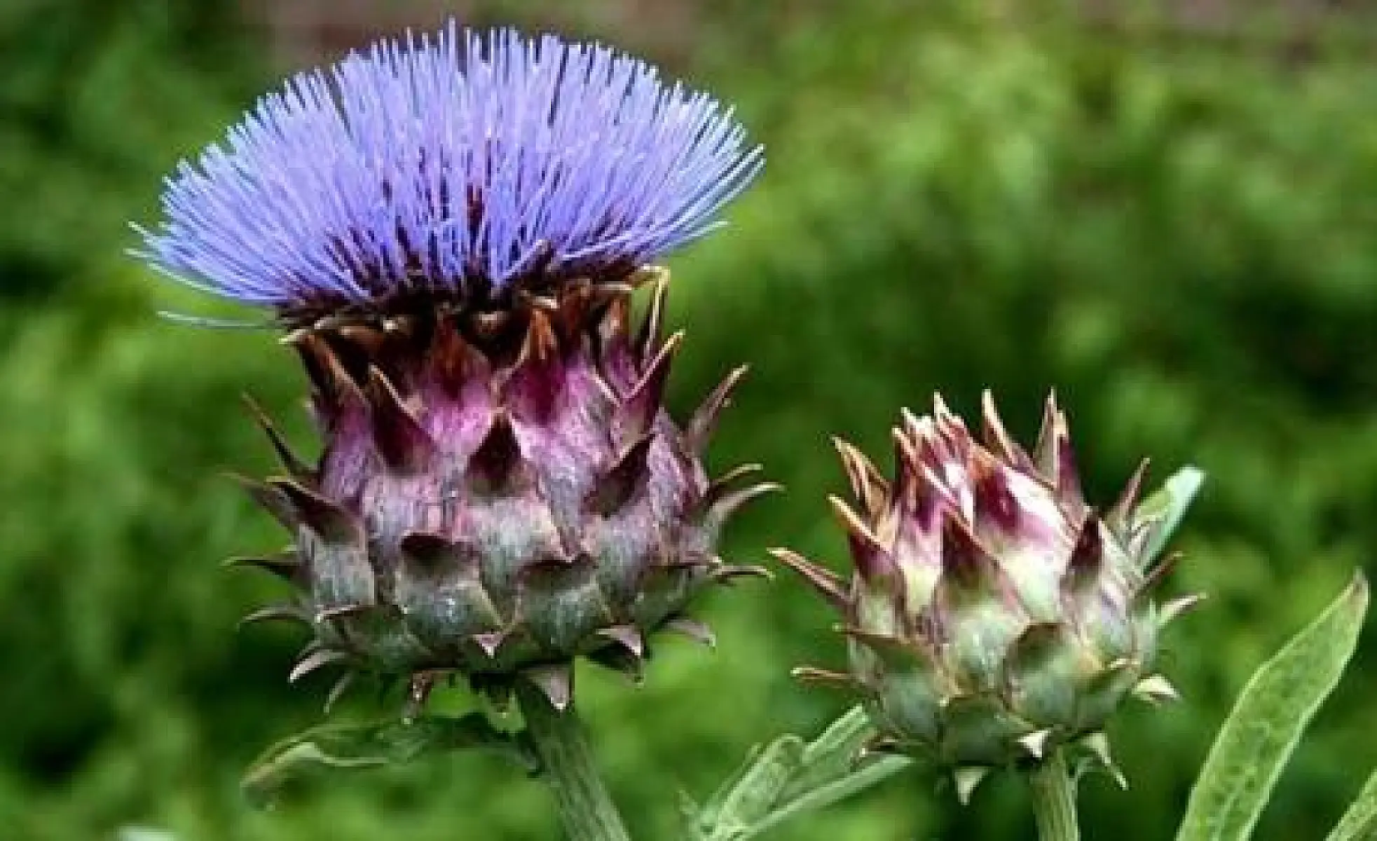 A Case Study in the Mood of Food: The Inner Peelings of Artichokes