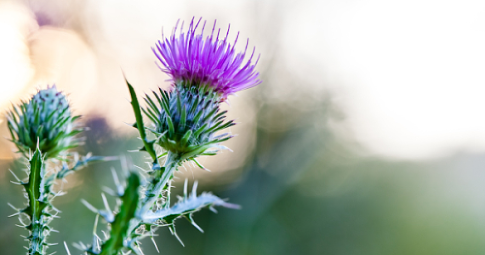 Treating Dark Spots Naturally: Silymarin Cream Versus Hydroquinone