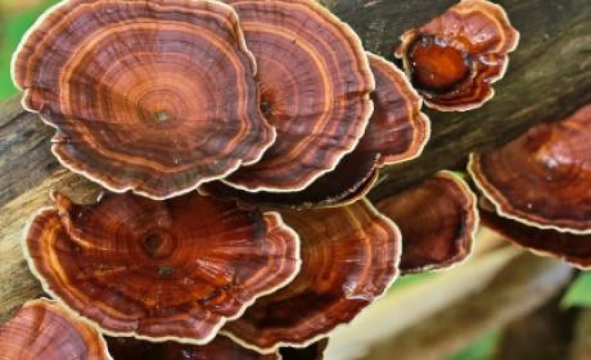 Reishi: The Brilliant Mushroom