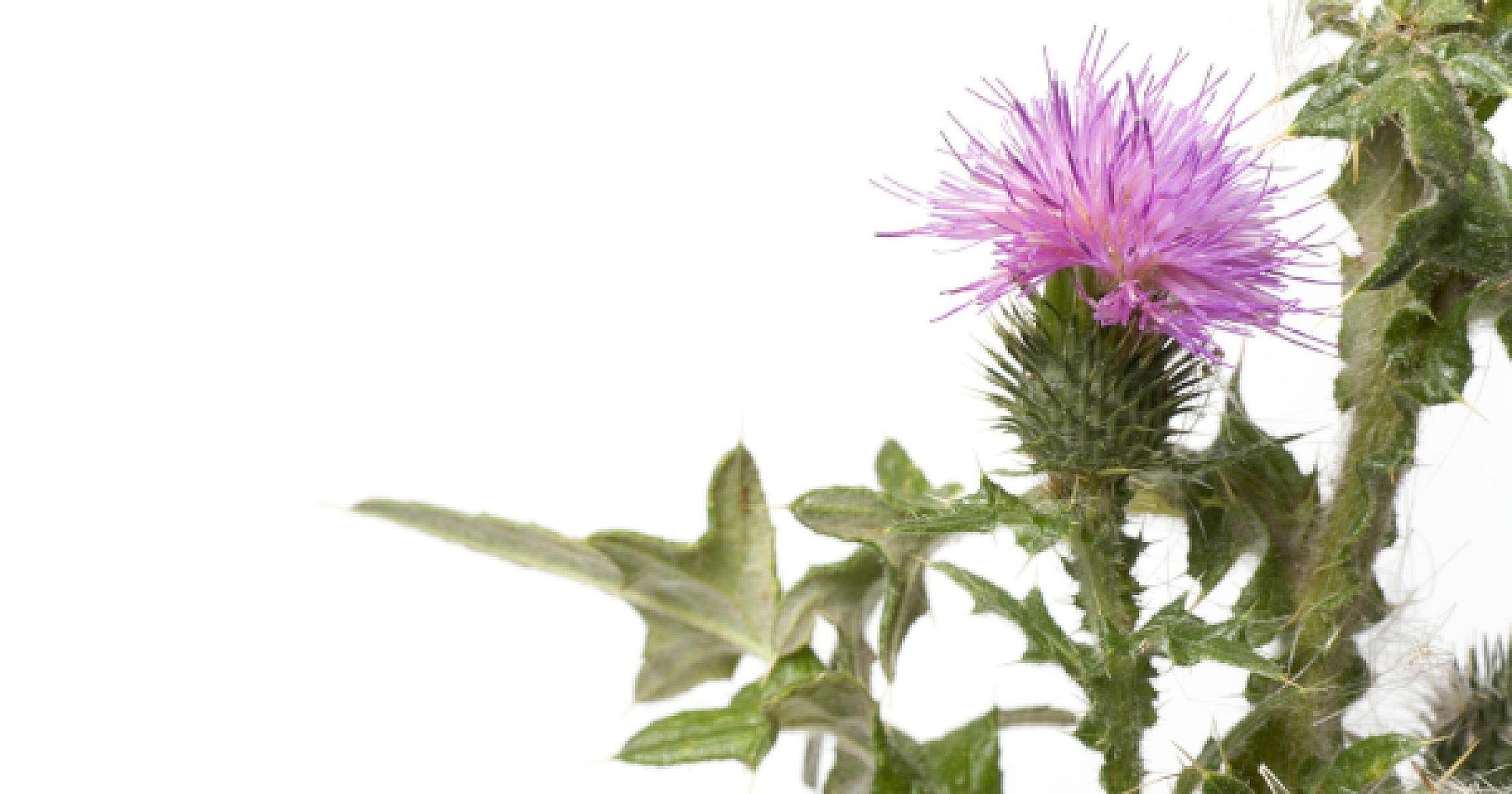 Restoring Hope: Milk Thistle for Failing Livers