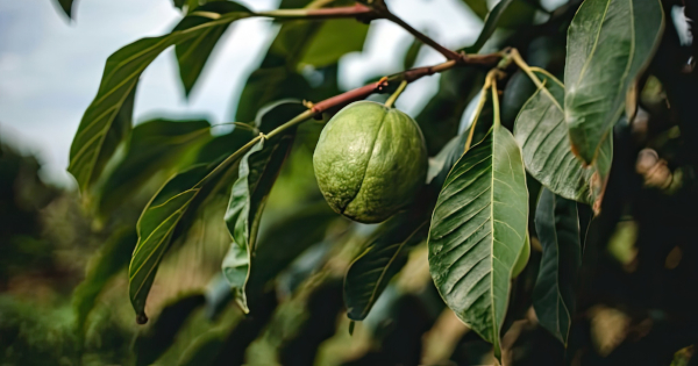 Humble Guava Leaf Harbors Hope Against Cancer's Scourge