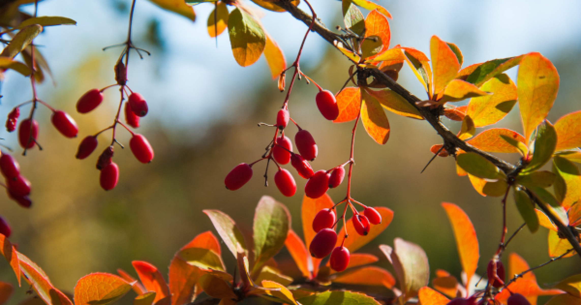 Berberine Outshines Metformin for Diabetes